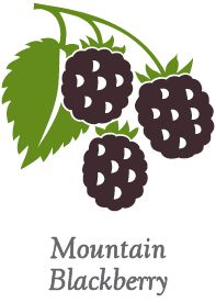Mountain Blackberry