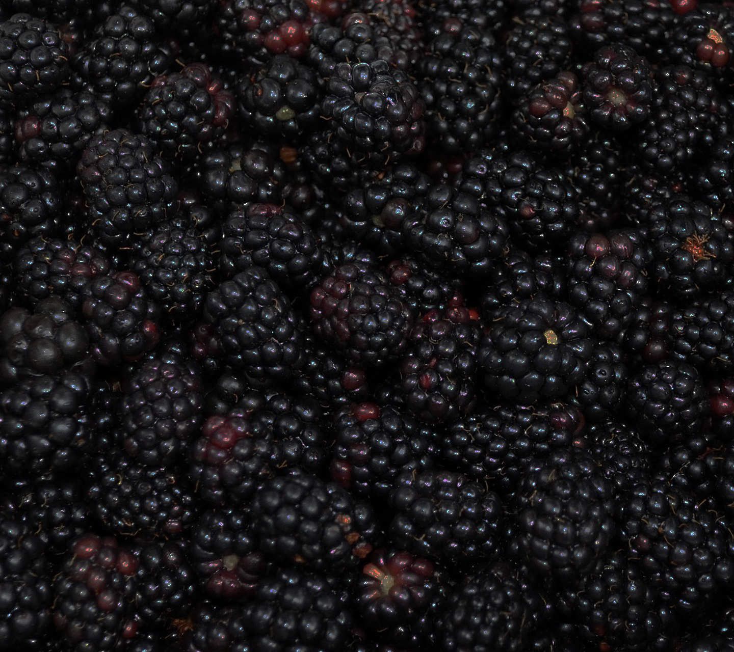 Non-stop Fresh Blackberries